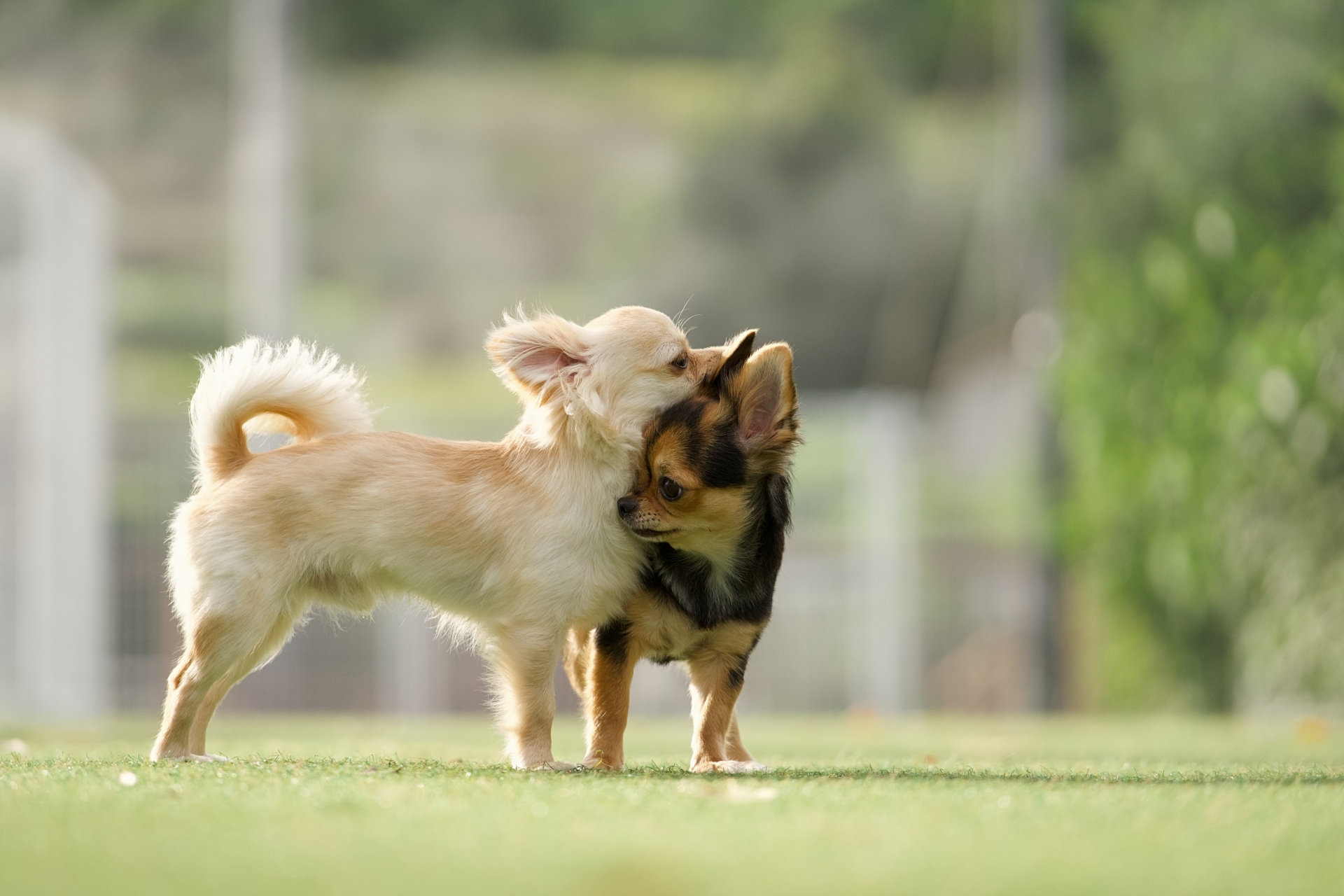 新しい家族を迎えたら【犬～後編～】 - ムスビ動物病院｜平和台